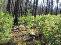 Burnt forest north of Colonel Pass